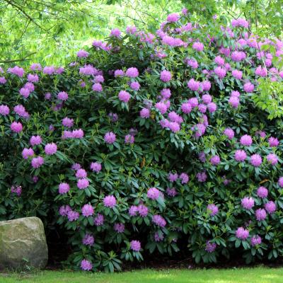 Rhododendronbusch mit violetten Blüten.
